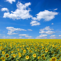 Fototapeta premium sunflowers