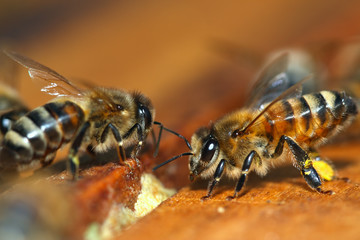 Macro of Honey Bee