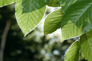 green leaves