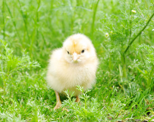 little  chicken