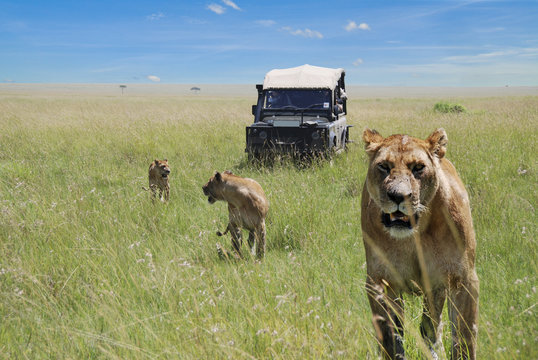Fototapeta leoni nel parco nazionale Masai Mara
