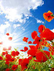 poppies © Alekss