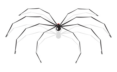 Vector illustration of a spider