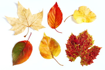 Autumnal leaves