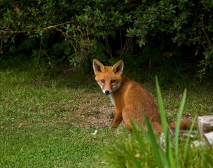 Naklejka premium Fox Cub sitting