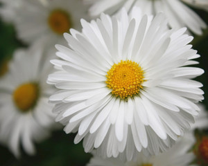 Obraz premium Margret