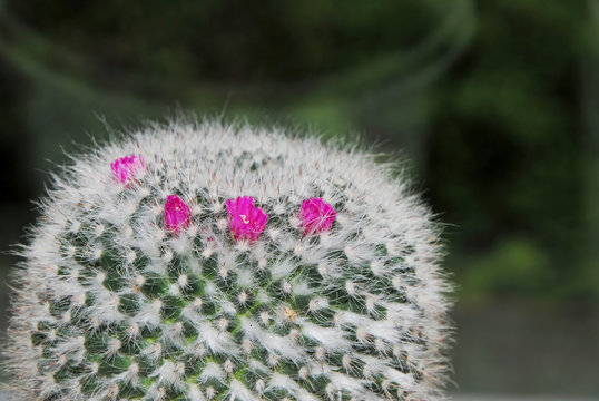 Blhender Kaktus"-Bilder: Stock-Fotos & -Videos. | Adobe Stock