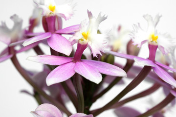 orchidée épidendrum