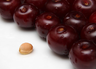 sour cherry