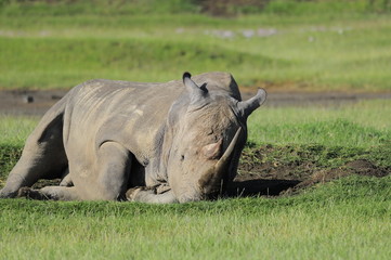 Obraz premium Rhinoceros (Rhinocerotidae), lake Nakuru, Kenya