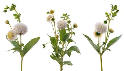 Foto op Plexiglas White dahlias © homydesign
