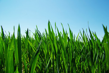 Fototapeta premium green lawn