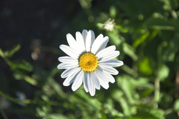 Fototapeta premium white camomile