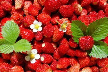 A lot of red juicy wild strawberry