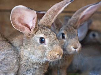 Cute fluffy domestic rabbit close-up