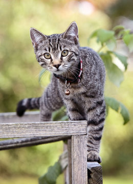 Katze auf Ger&uuml;st