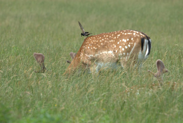 Hirsch und Vogel