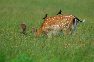 Hirsch und Vogel