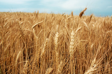 Fototapeta na wymiar wheat field over the blue sky background in summer