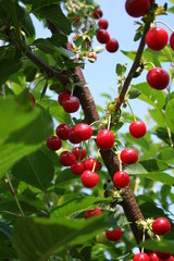 Fresh cherries