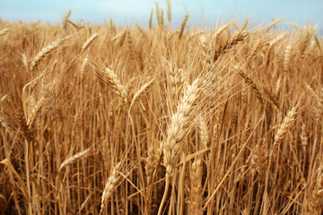 wheat field over the blue sky background in summer