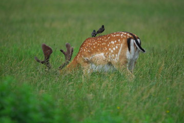 Wer hat hier einen Vogel?