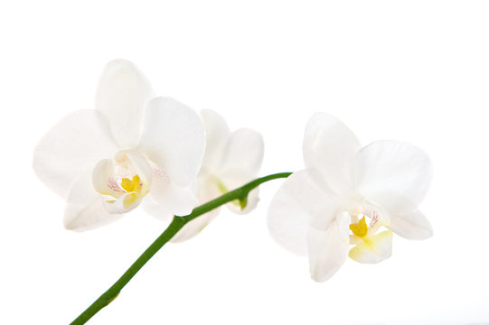 Orchidee