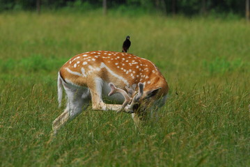 Wer hat hier einen Vogel?