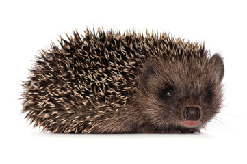 Small hedgehog