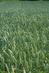 Cornfield