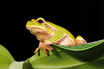 closeup green tree frog