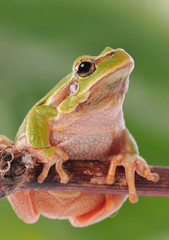 closeup green tree frog isolated on white background