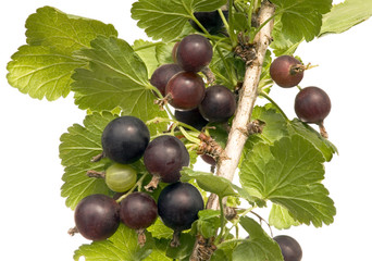 Black Velvet Gooseberry, Jostaberry
