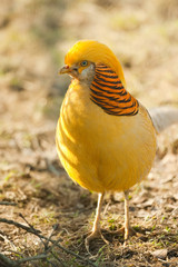 gorgeous golden pheasant