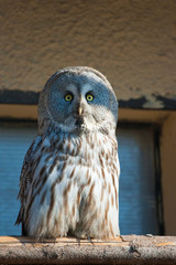 Closeup portrait of an owl. Strix uralensis