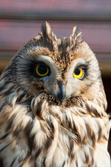 Closeup portrait of an owl.  Asio flammeus