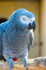 Grey parrot of Zhako (Psittacus erithacus)