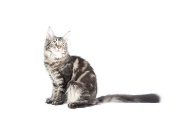 Beautiful cat on white background. It is isolated.