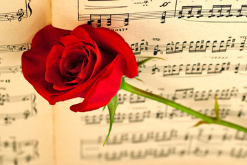 Мusical notes and red rose