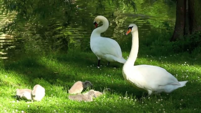 schwan