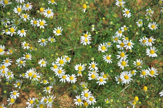 Matricaria perforata-France