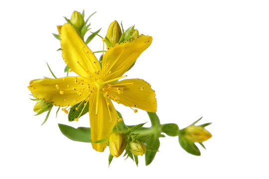 Single Common St. Johnswort