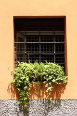 Fototapeta na wymiar Window with flower and grate