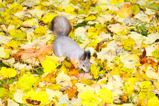 Brown squirrel