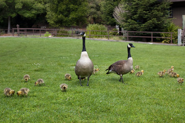 Canada Goose