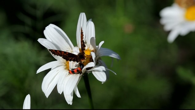 Monarch butterfly landing on camomile flower with bug