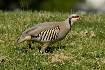 Chukar in the grass 2