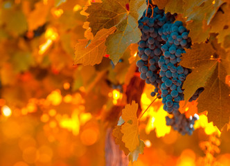 grape bunch, very shallow focus
