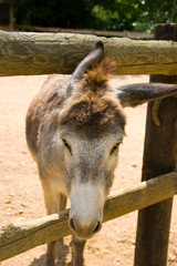 Funny loooking donkey looking fopr food