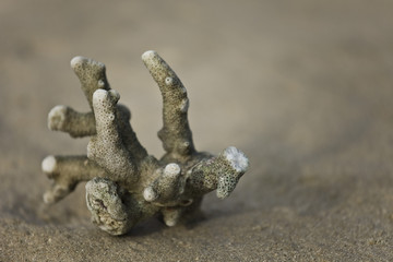 Koralle am strand